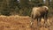 Lone moose grazing in pasture