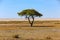 Lone mopane tree in Etosha National Park