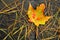 A Lone Multicolored Maple Leaf