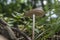 Lone mushroom in the forest on the way to Kozya stena hut. The mountain in the central Balkan astonishes with its beauty, fresh ai