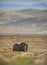 Lone muskox in the vast Dovrefjell National Park