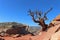 A lone, naked tree clings to the edge of a cliff.