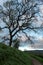 Lone naked  tree by a trail