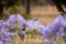 A lone Native New Holland Honeyeater perched in a flowering purple blooming Agapanthus bush in a garden, Melbourne, Victoria,