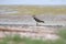 A lone northern lapwing