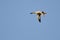 Lone Northern Shoveler Flying in a Blue Sky