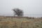 Lone oak tree in the fog