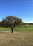 Lone Oak tree, Hawk flying by