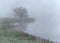 A lone oak tree by the lake in the fog