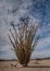 A lone ocotillo by the railroad tracks