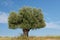 Lone Olive Tree