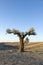 Lone olive tree