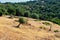 Lone Olive Tree on Bare Mountainside, Greece