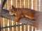 Lone orange mature squirrel resting on a tree branch