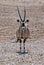 Lone oryx in the desert in Etosha national Park, Namibia