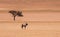 Lone oryx in dry Namib Desert