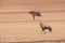 Lone oryx and lone camelthorn tree