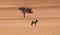 Lone oryx and lone camelthorn tree in the desert