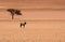 Lone oryx and lone tree in the desert