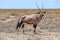 Lone oryx with magnificent antlers standing in the barren landscape