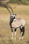 Lone Oryx standing on a grassy plain in the Kalahari sun