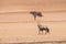 Lone oryx and tree in the desert