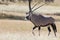 Lone Oryx walking over a grassy plain in hot Kalahari sun