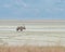 Lone oryx walking the salt pan