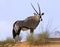 Lone Oryx walking standing on a sand dune in the hot Kalahari sun