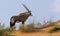 Lone Oryx walking standing on a sand dune in the hot Kalahari sun