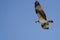 Lone Osprey Flying in Blue Sky