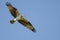 Lone Osprey Flying in Blue Sky