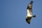 Lone Osprey Flying in Blue Sky