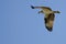 Lone Osprey Flying in Blue Sky