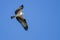 Lone Osprey Flying in a Blue Sky