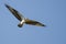 Lone Osprey Flying in Blue Sky