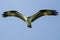 Lone Osprey Hunting for Fish as It Flies