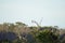 A lone osprey occupies a tree limb overlooking a marsh river teaming with fish