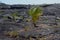 Lone Palm in Lava