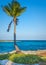 Lone palm tree. Beautiful tropical landscape, blue sky and sea in the background. Vertical layout.