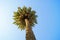 A lone palm tree on blue sky background.