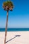 A lone palm tree casting it`s shadow on a white beach in Clearwater Beach, Florida, USA on a sunny day