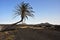 Lone palm tree in lava landscape on volcanic spanish canary island lanzarote