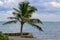 A lone palm tree stands next to the sea wall on Ambergris Caye.