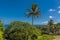 A lone palm tree stands proud on the cliff top above the Atlantic coast of Barbados