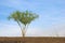 Lone Palo Verde Tree