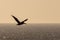 Lone pelican in afternoon flight over Abalone cove on the central coast of Cambria California USA
