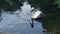 Lone pelican swim in zoological park lake. Zoo bird and water reflection