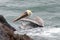 Lone pelican swimming on the central coast of Cambria California USA