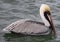 Lone pelican swimming proudly in a Florida bay.